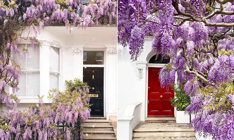 "ดอกวิสทีเรีย" บานสะพรั่ง ย้อมกรุงลอนดอนให้เป็นสีม่วง